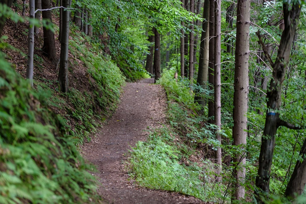 Forest Hiking Trail